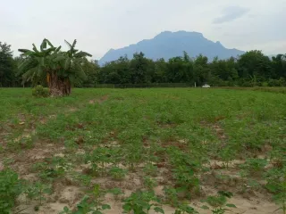 For sale land in Chiang Dao, Chiang Mai