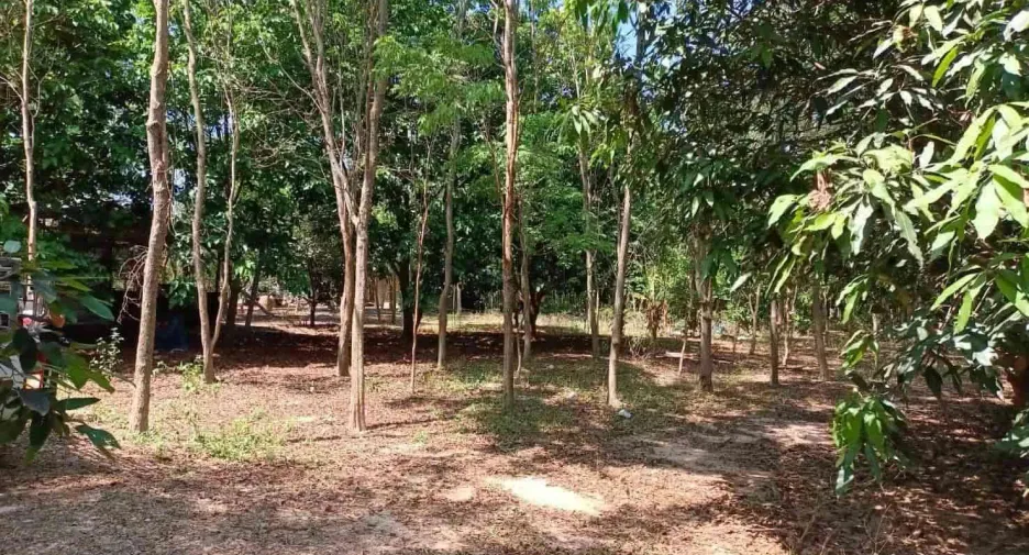 For sale land in Na Di, Prachin Buri