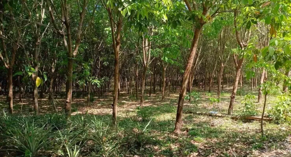 For sale land in Na Di, Prachin Buri