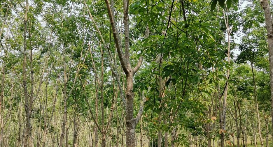 For sale land in Pak Chom, Loei