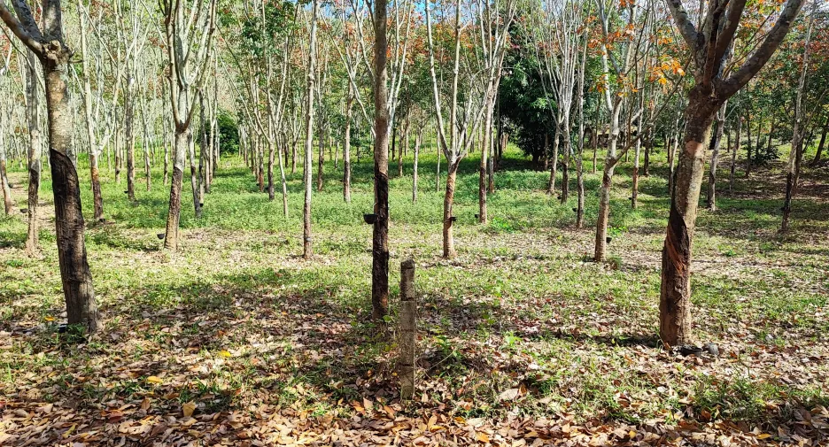 For sale land in Pak Chom, Loei