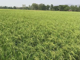 For sale land in Wiang Chai, Chiang Rai