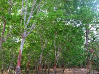 ขาย ที่ดิน ใน ทองผาภูมิ, กาญจนบุรี
