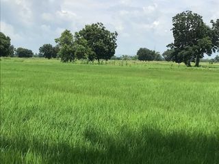 For sale land in Ban Mi, Lopburi