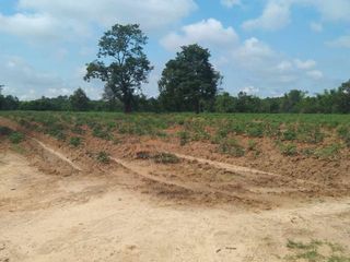 For sale land in Sakhrai, Nong Khai