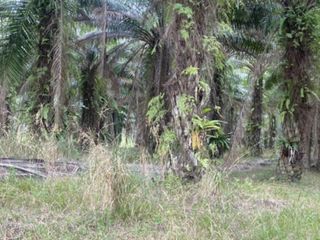 For sale land in Bang Saphan Noi, Prachuap Khiri Khan
