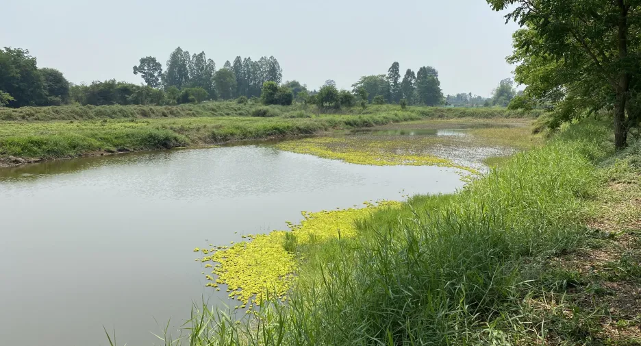 ขาย ที่ดิน ใน มโนรมย์, ชัยนาท