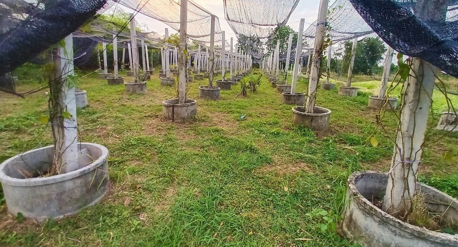 Grundstück zum Kauf in Mae Tha, Lampang