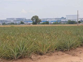 For sale land in Pluak Daeng, Rayong