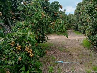Продажа Участок в Phrao, Чианг Маи