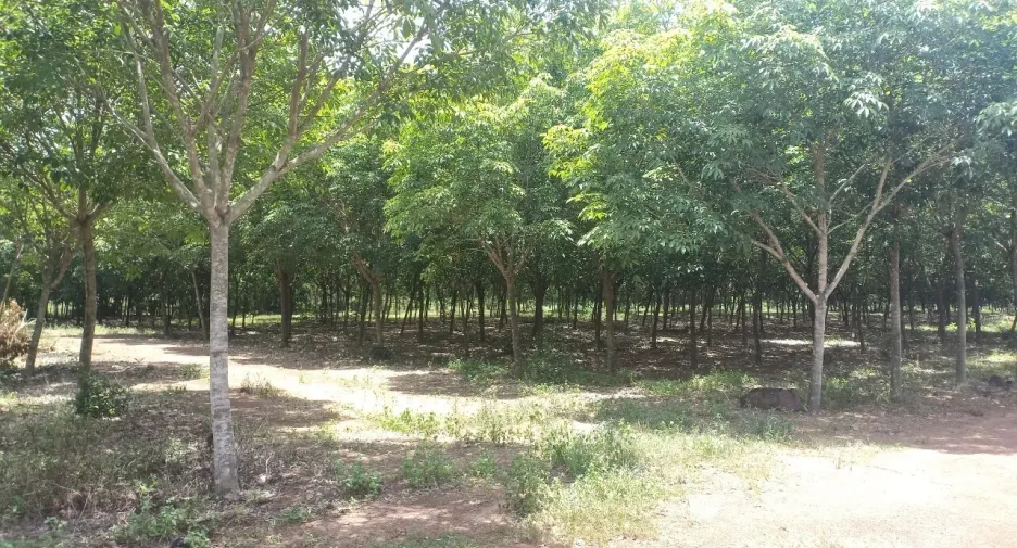 For sale land in Si Maha Phot, Prachin Buri