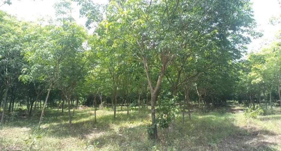 For sale land in Si Maha Phot, Prachin Buri