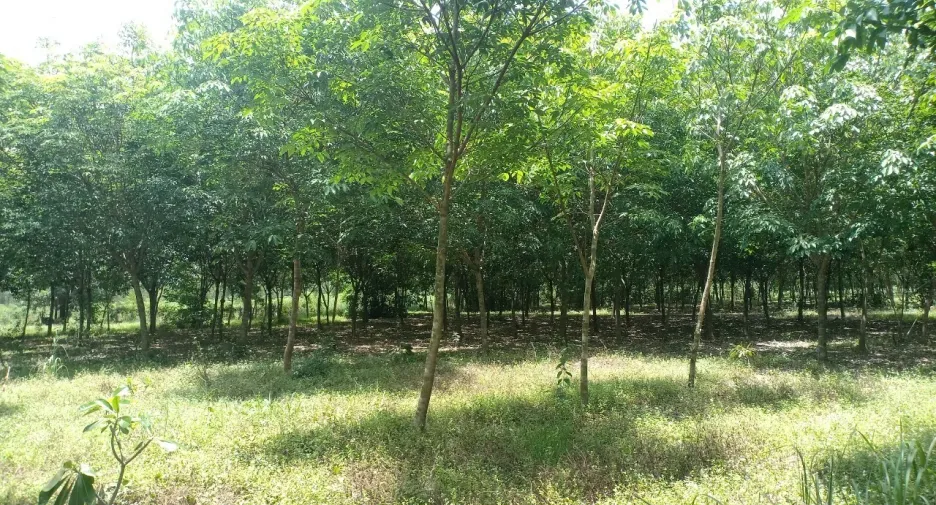 For sale land in Si Maha Phot, Prachin Buri