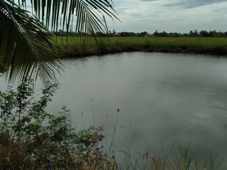 ขาย ที่ดิน ใน บางไทร, พระนครศรีอยุธยา