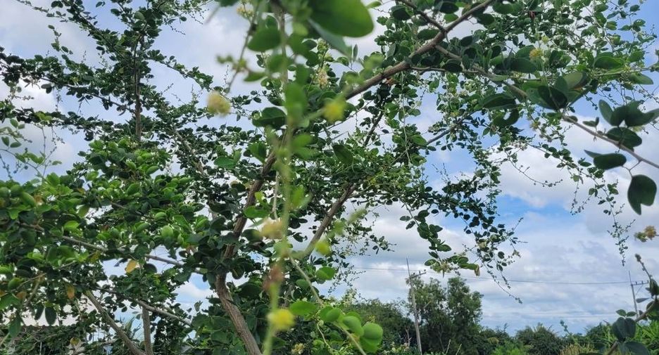 For sale land in Nong Suea, Pathum Thani
