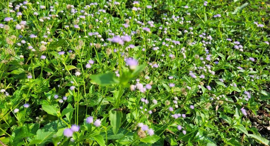 For sale land in Nong Suea, Pathum Thani