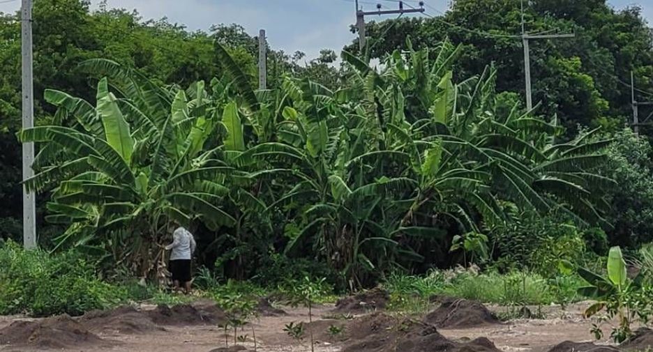 For sale land in Nong Suea, Pathum Thani