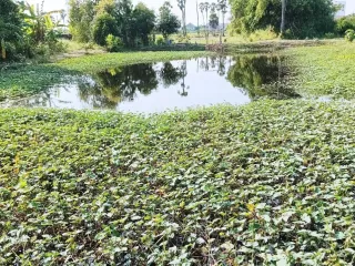Grundstück zum Kauf in Mueang Pathum Thani, Pathum Thani