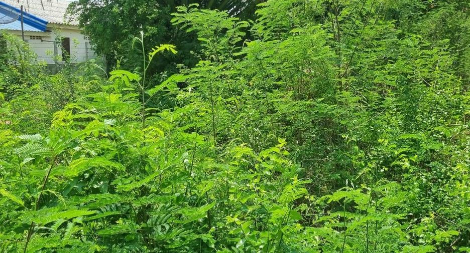 For sale land in Kamphaeng Saen, Nakhon Pathom