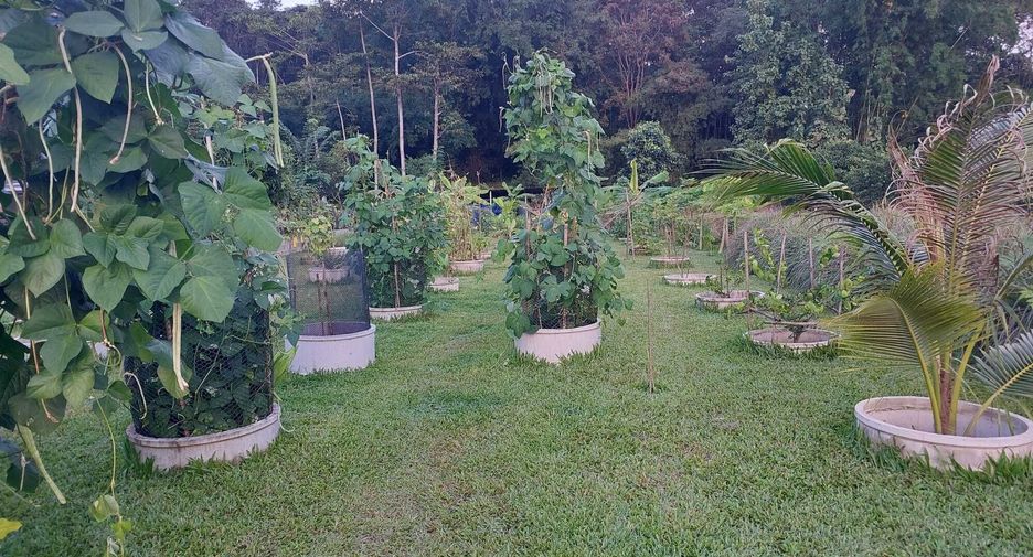 For sale land in Mae Chan, Chiang Rai