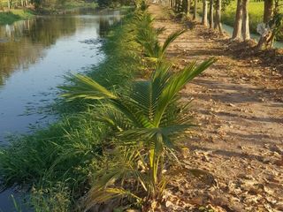 ขาย ที่ดิน ใน บางน้ำเปรี้ยว, ฉะเชิงเทรา