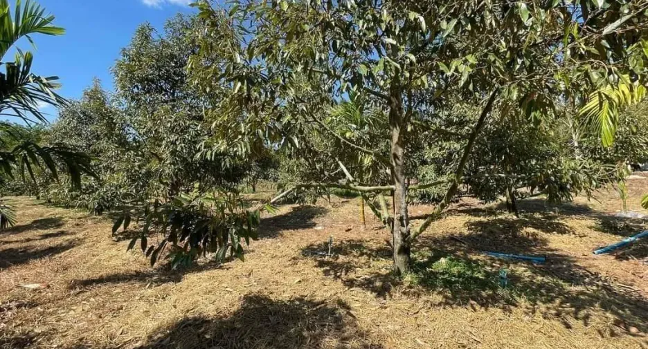 For sale land in Pluak Daeng, Rayong