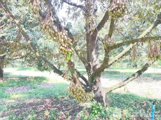 出售 土地 在 Klaeng, Rayong