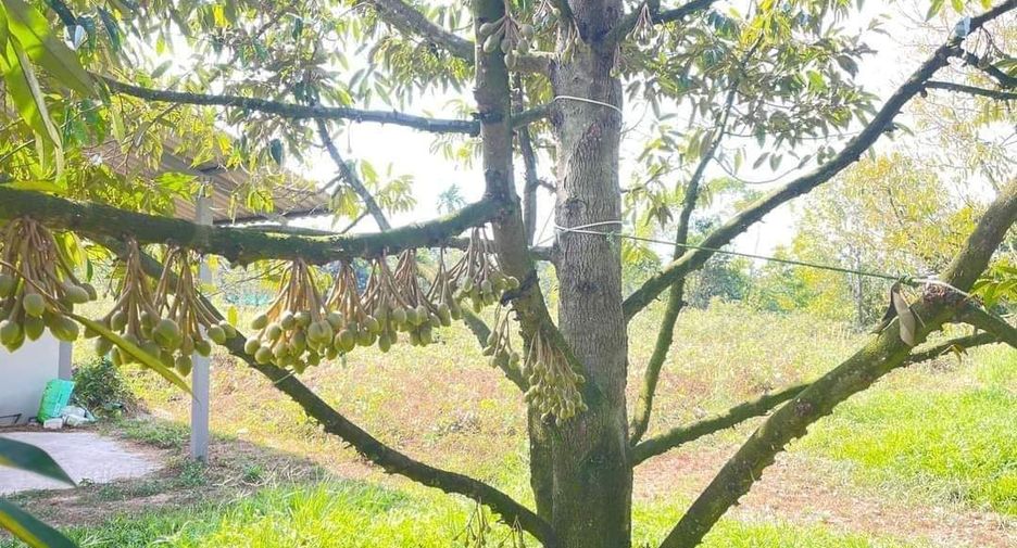 For sale land in Klaeng, Rayong