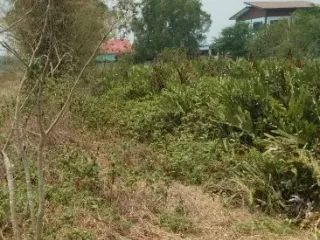 For sale land in Bang Pakong, Chachoengsao