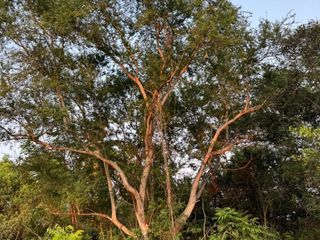 Grundstück zum Kauf in Sai Noi, Nonthaburi
