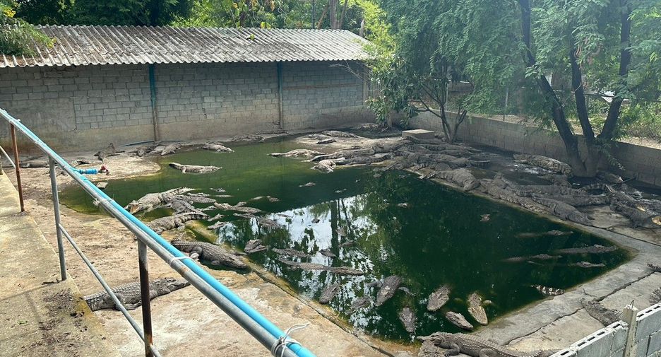 出售 土地 在 Kamphaeng Saen, Nakhon Pathom