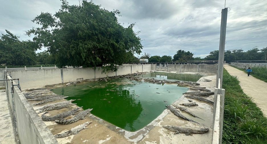 出售 土地 在 Kamphaeng Saen, Nakhon Pathom