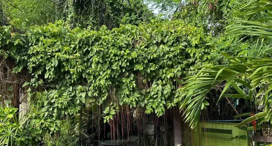 出售 公寓 独立屋 在 Mueang Nonthaburi, Nonthaburi