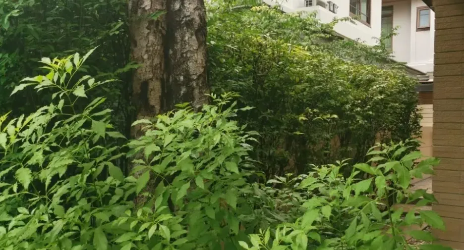 For rent 3 bedrooms house in Suan Luang, Bangkok