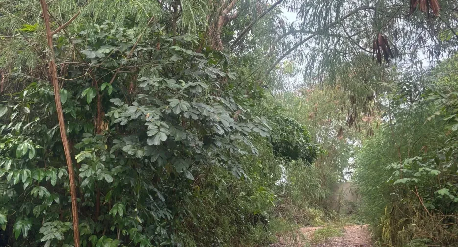 For sale land in Ko Samui, Surat Thani