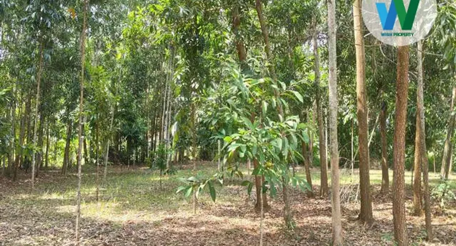 For sale land in Khuan Khanun, Phatthalung