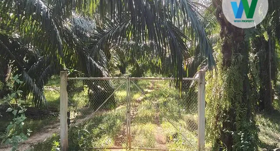 For sale land in Khuan Khanun, Phatthalung