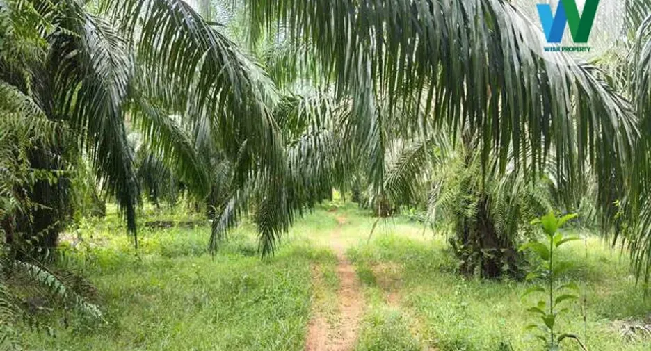 For sale land in Khuan Khanun, Phatthalung