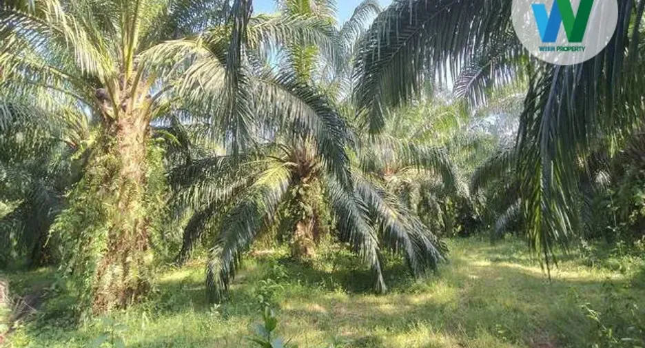 For sale land in Khuan Khanun, Phatthalung