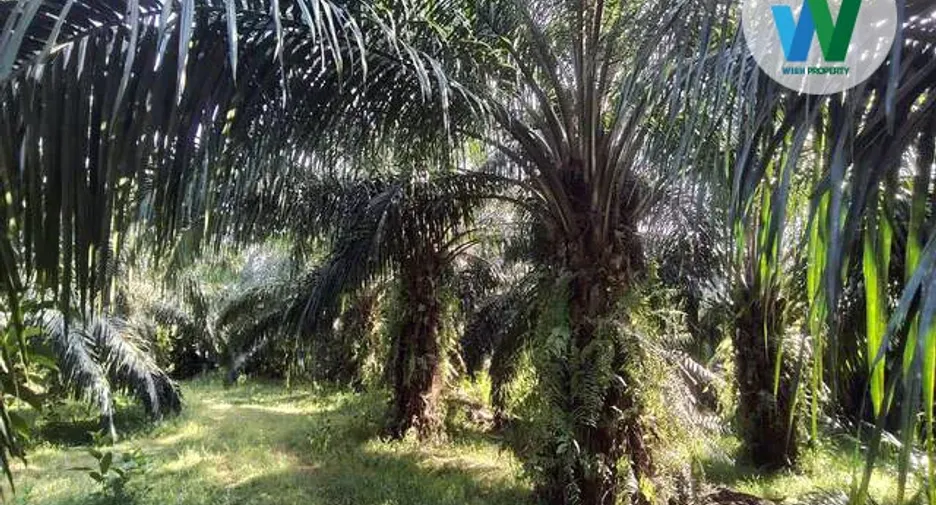 For sale land in Khuan Khanun, Phatthalung