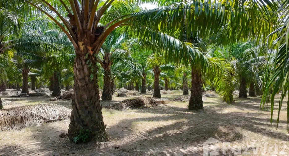 For sale land in Thalang, Phuket