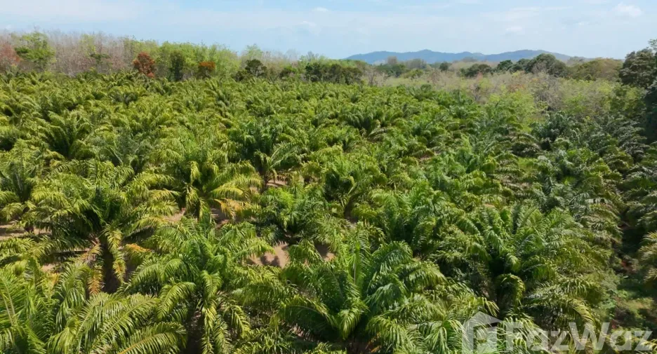 For sale land in Thalang, Phuket