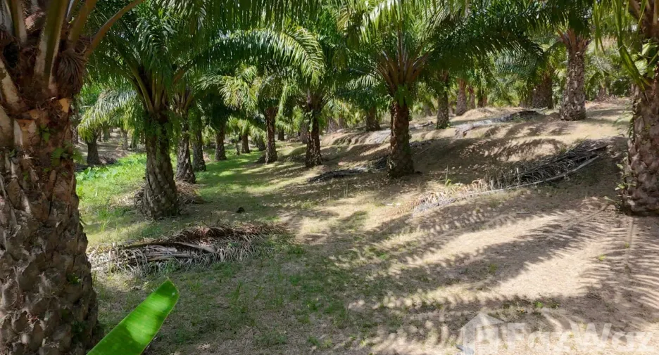 For sale land in Thalang, Phuket