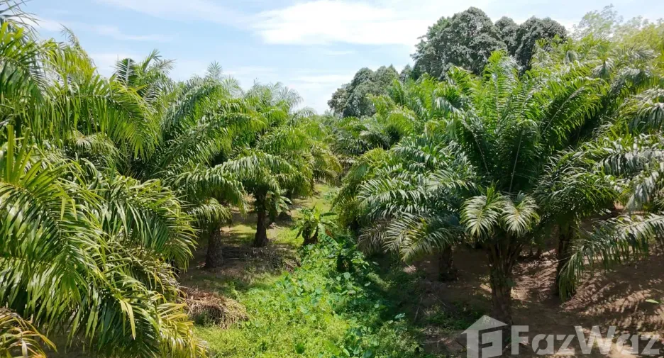 For sale land in Thalang, Phuket
