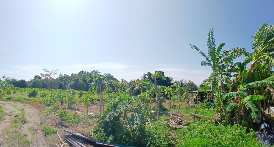 For sale land in Takua Thung, Phang Nga