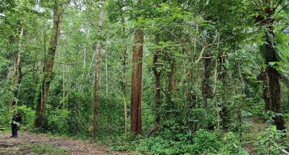 For sale land in Takua Pa, Phang Nga