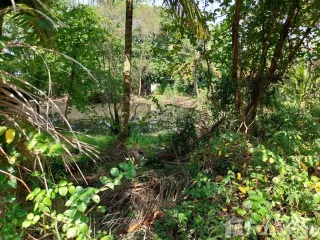 Grundstück zum Kauf in Takua Thung, Phang Nga