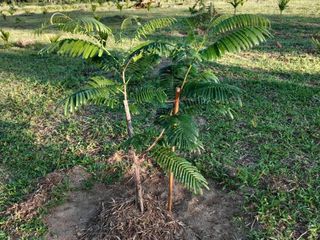 For sale land in Thai Mueang, Phang Nga