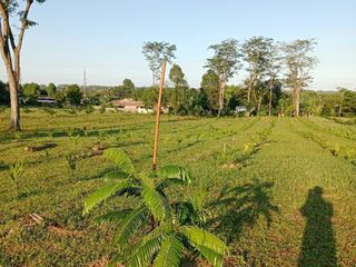 For sale land in Thai Mueang, Phang Nga
