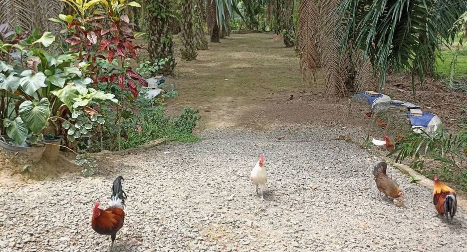 For sale land in Thai Mueang, Phang Nga